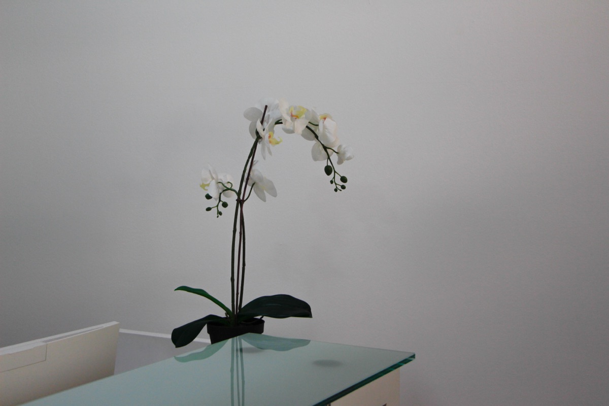 Mostrador con orquídea en la recepción